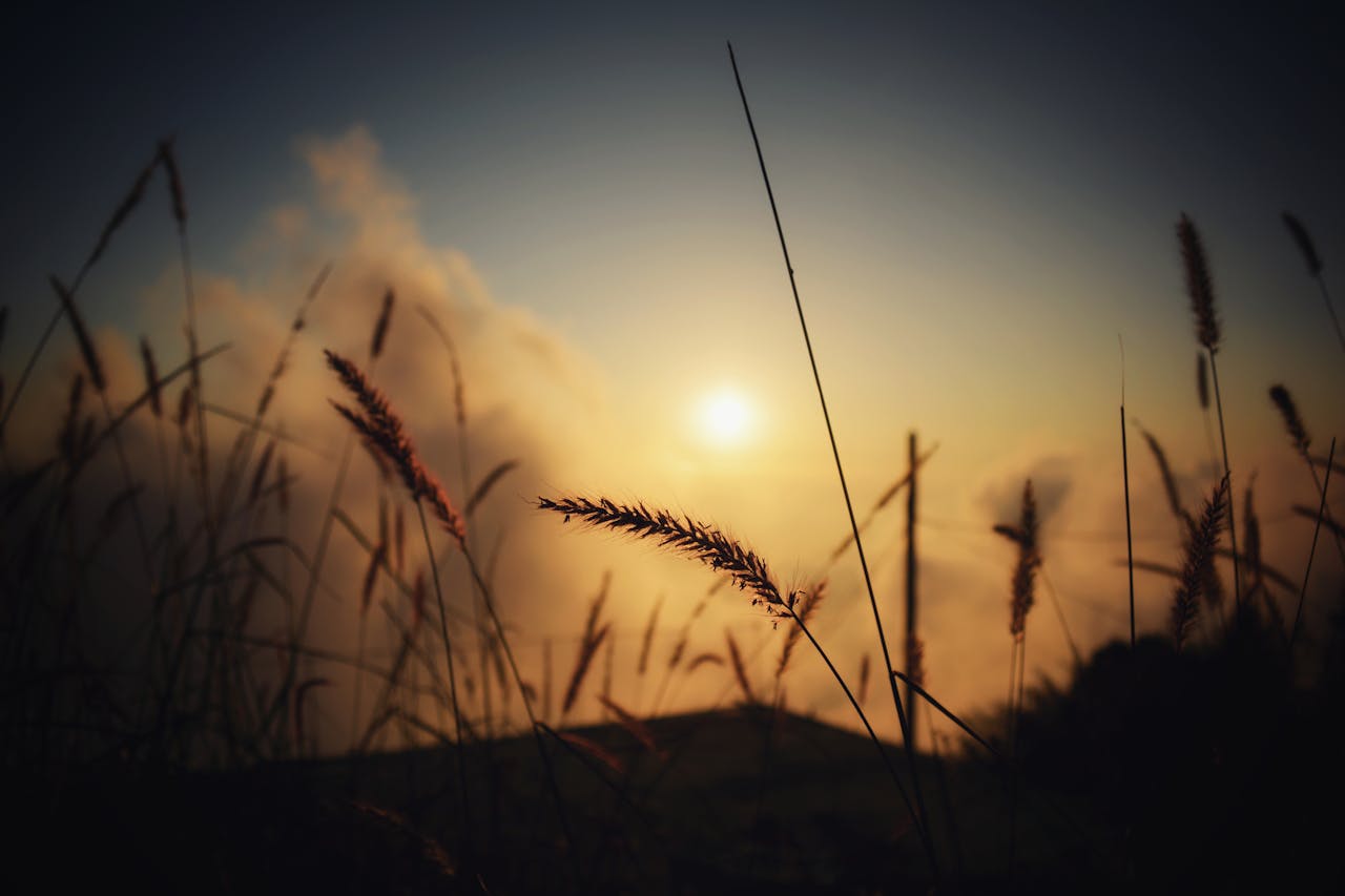 golden hour sunlight in a field